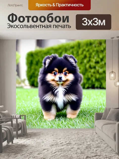Фотообои Щенок померанского шпица