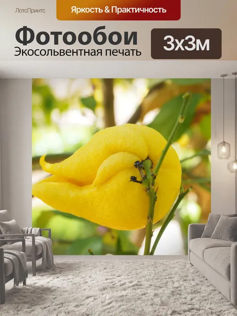 Фотообои Лимон