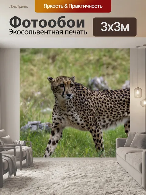 Фотообои пума