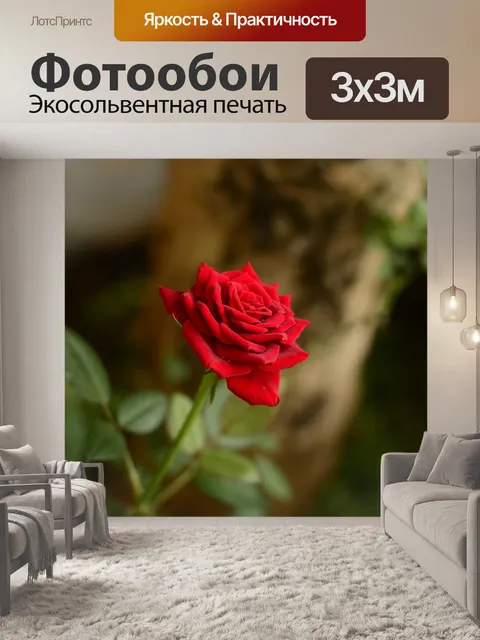 Фотообои Красная роза
