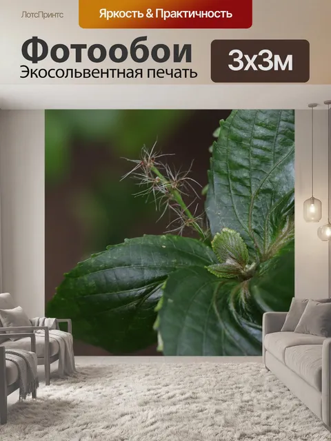 Фотообои Лист