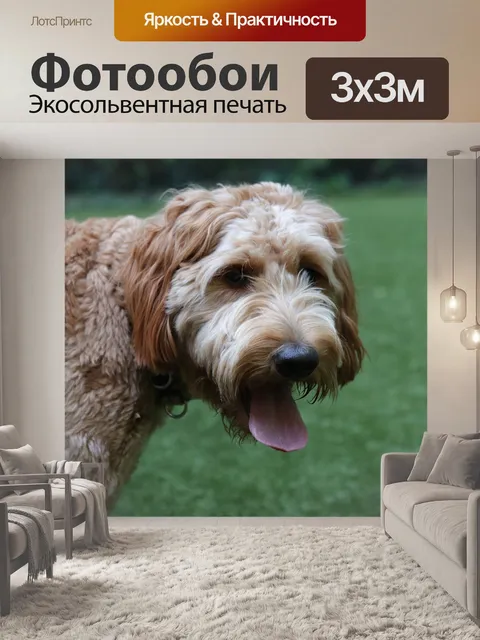 Фотообои Goldendoodle