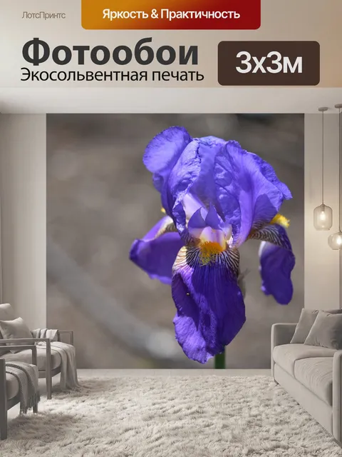 Фотообои Фиолетовый Ирис