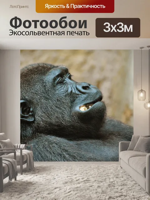 Фотообои Обезьяна
