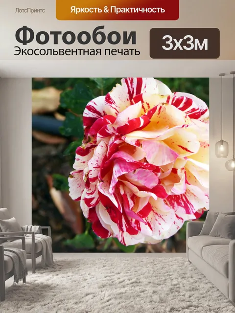 Фотообои Красный и белый Цветные розы