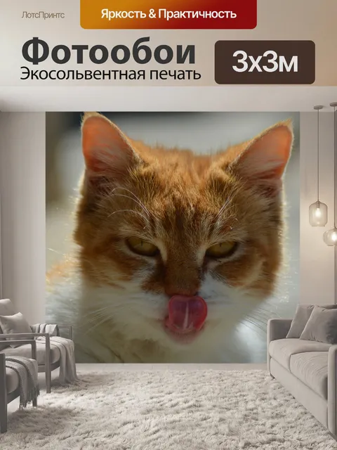 Фотообои Кот