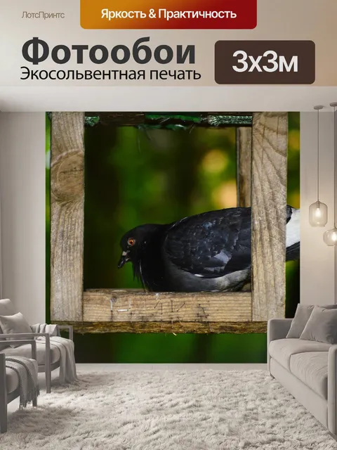 Фотообои Голубь