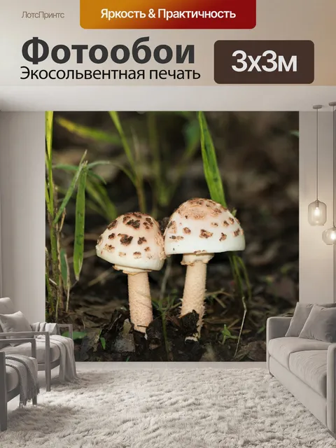 Фотообои Два Мухомора Румяна Грибы