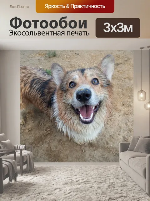 Фотообои Корги