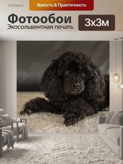 Фотообои Карликовый пудель черный