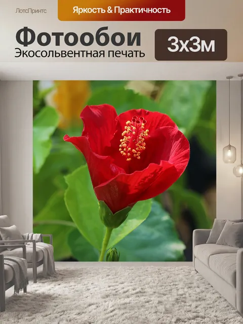 Фотообои Красный Гибискус Бад 2