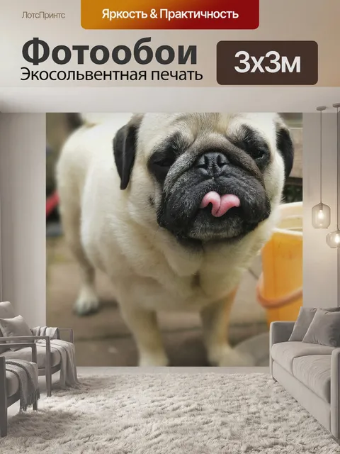 Фотообои Мопс