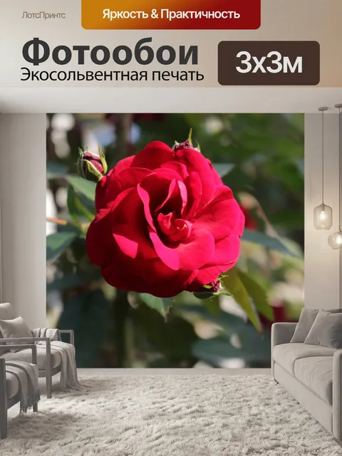 Фотообои Роза