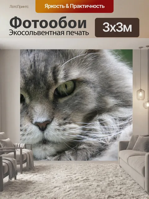 Фотообои Мейн кун
