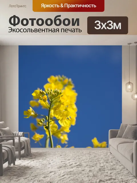 Фотообои Область желтого рапса