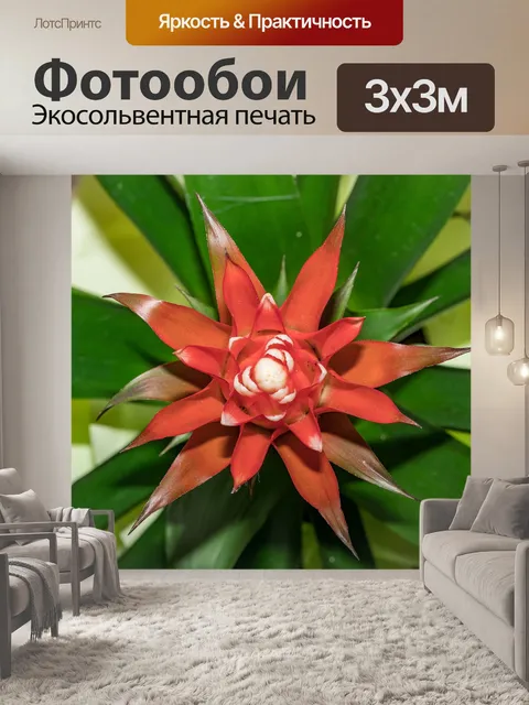 Фотообои Бромелию