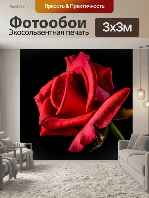 Фотообои Роза Красная Декларация любви