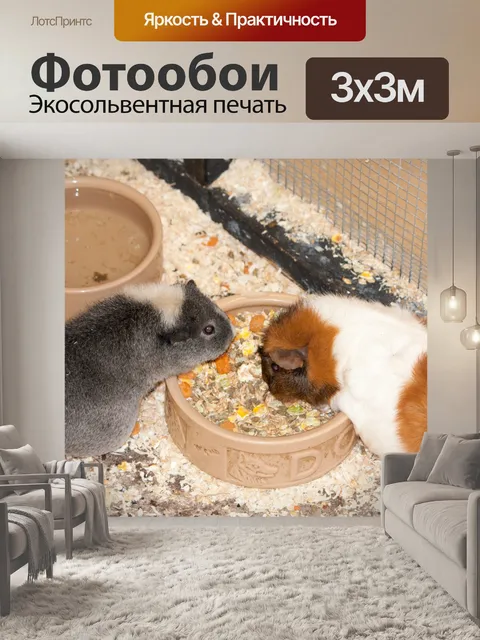 Фотообои Морские свинки