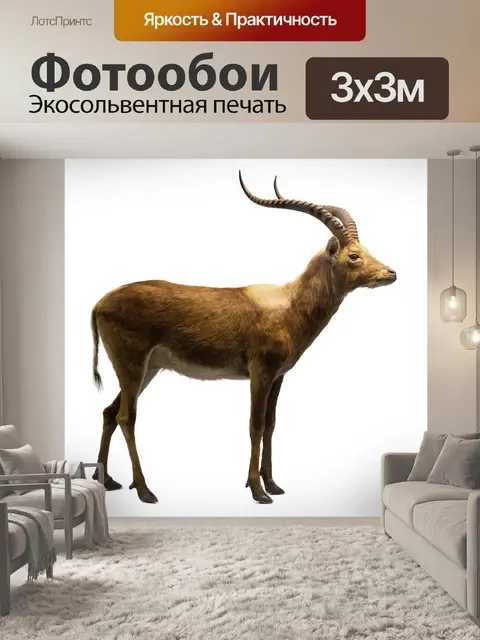 Фотообои антилопа