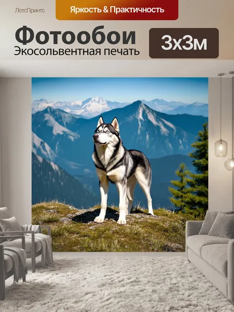 Фотообои хаски, стоящий на вершине холма, вдыхая свежий воздух высоких гор