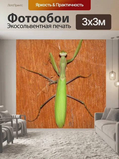Фотообои Богомол