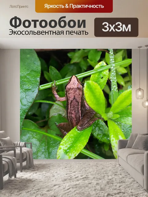 Фотообои Лягушка