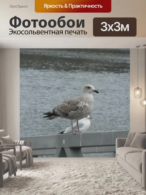 Фотообои Оперение молодой чайки