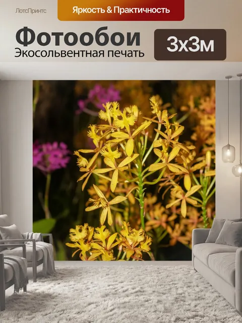 Фотообои Цветок орхидеи