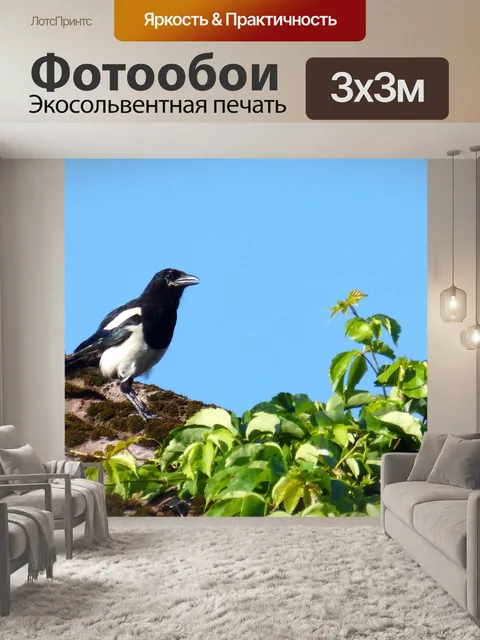 Фотообои Сорока