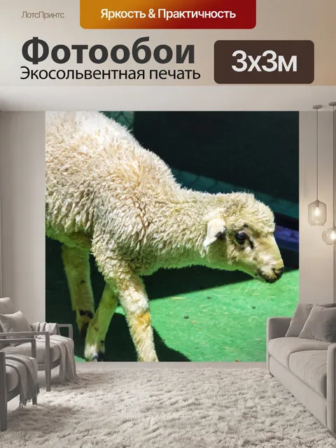 Фотообои ягненок