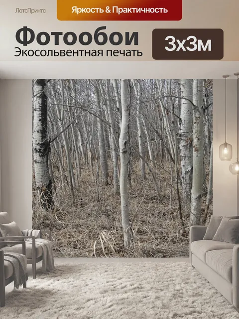 Фотообои Березы лес