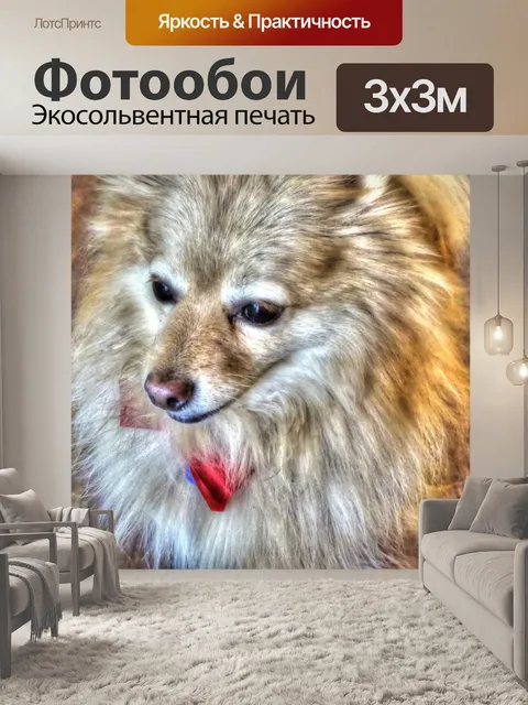 Фотообои Имбирь Померанская собака