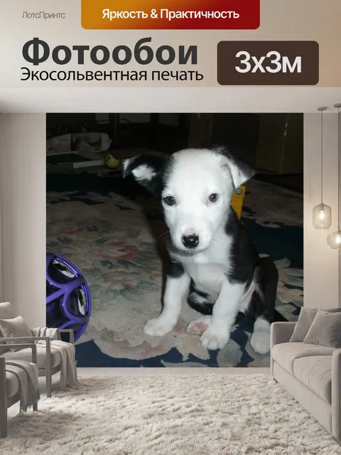 Фотообои Щенок бордер-колли