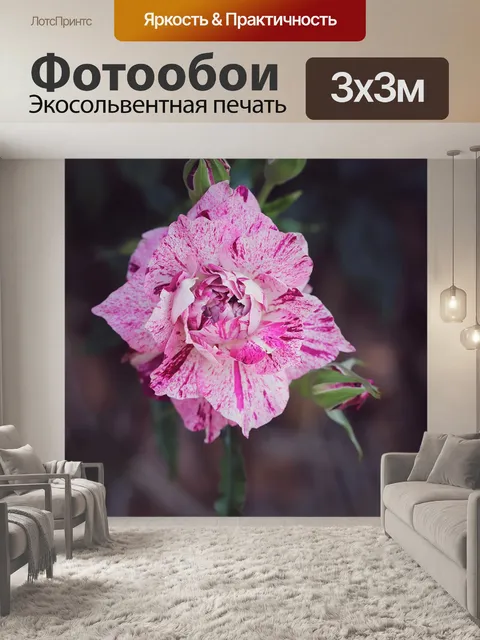 Фотообои Роза