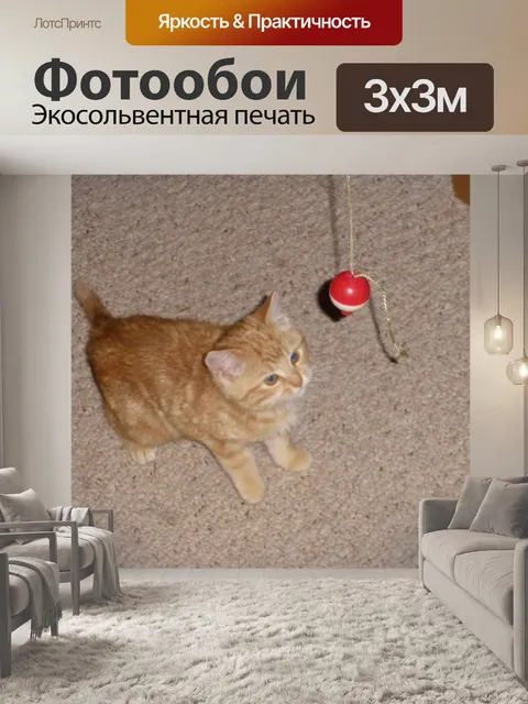 Фотообои Глядя Cat