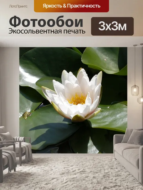 Фотообои Белая водяная лилия