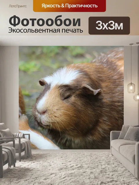 Фотообои Морская свинка