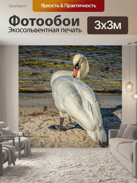 Фотообои Лебедь