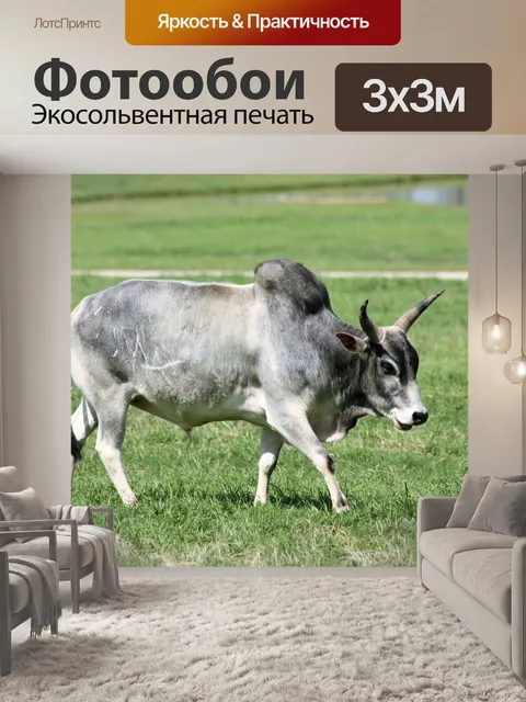Фотообои Zebu Bull в зеленой траве