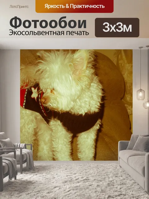Фотообои Белый Pomapoo в Рождество свитер