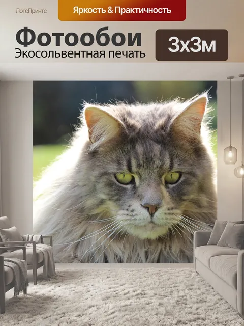 Фотообои Мейн кун