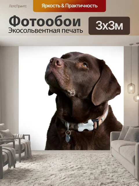 Фотообои Лабрадор собака, изолированных