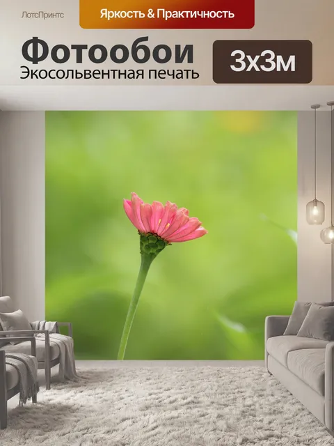 Фотообои Цинния