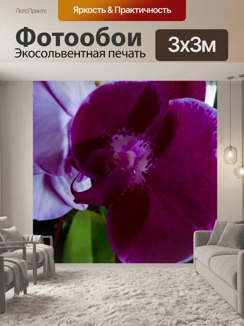 Фотообои Орхидея мохны
