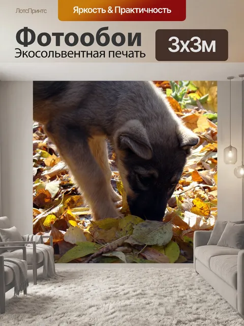 Фотообои Щенок
