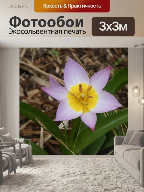 Фотообои Весенняя звезда цветок