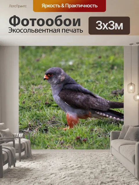 Фотообои Дикий