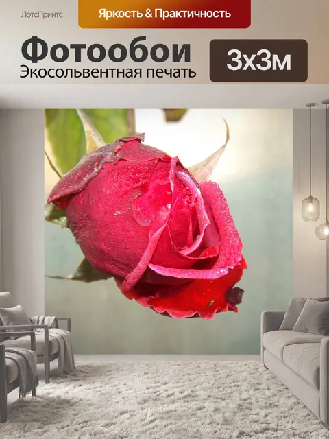 Фотообои Роза