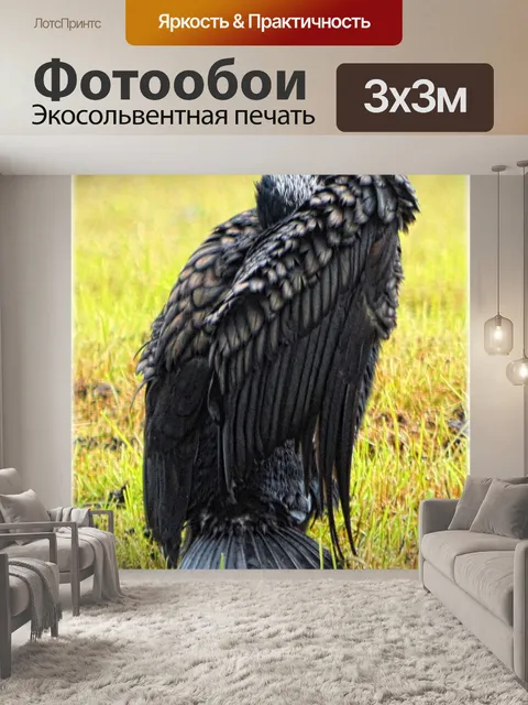 Фотообои Баклан в покое