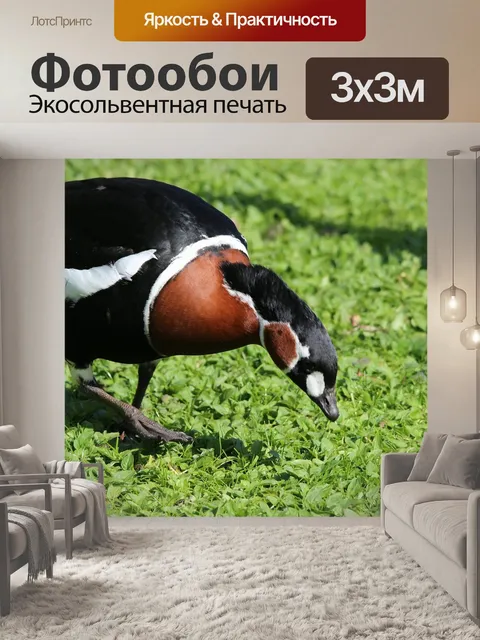 Фотообои Красный гусь